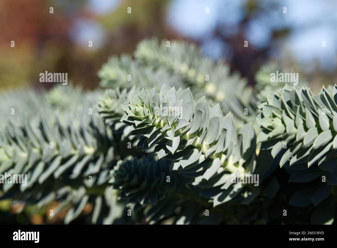 Euphorbia myrsinites Myrtle Spurbel Laub im sonnigen britischen Garten Oktober Stockfoto