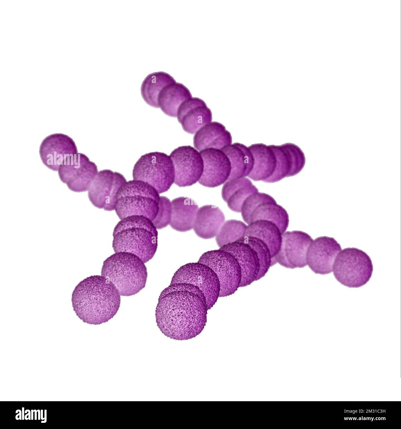 Streptokokkenbakterien der Gruppe A. STREP A Streptococcus pyogenes ist eine Art von grampositiven, aerotoleranten Bakterien der Gattung Streptococcus. Diese Bakterien sind extrazellulär und bestehen aus nicht beweglichen und nicht sporierenden Kokken, die dazu neigen, sich in Ketten zu verbinden. Diese Abbildung zeigt ein computergeneriertes 3D-Bild einer Gruppe von Gram-positiven Streptococcus pyogenes (Streptococcus-Bakterien der Gruppe A). Die Visualisierung basierte auf rasterelektronenmikroskopischen (SEM) Bildern. Optimierte Version eines Bildes, das von den US Centers for Disease Control and Prevention / credit CDC /J.Oosthuizen produziert wurde Stockfoto