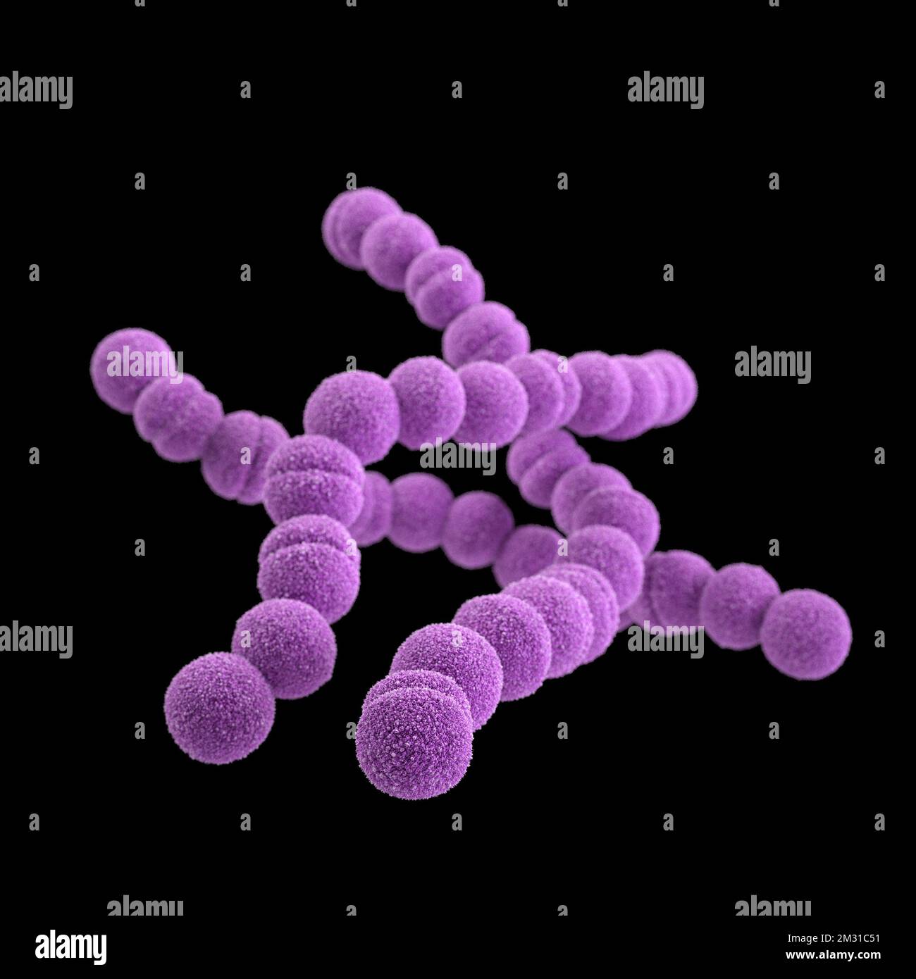 Streptokokkenbakterien der Gruppe A. STREP A Streptococcus pyogenes ist eine Art von grampositiven, aerotoleranten Bakterien der Gattung Streptococcus. Diese Bakterien sind extrazellulär und bestehen aus nicht beweglichen und nicht sporierenden Kokken, die dazu neigen, sich in Ketten zu verbinden. Diese Abbildung zeigt ein computergeneriertes 3D-Bild einer Gruppe von Gram-positiven Streptococcus pyogenes (Streptococcus-Bakterien der Gruppe A). Die Visualisierung basierte auf rasterelektronenmikroskopischen (SEM) Bildern. Optimierte Version eines Bildes, das von den US Centers for Disease Control and Prevention / credit CDC /J.Oosthuizen produziert wurde Stockfoto