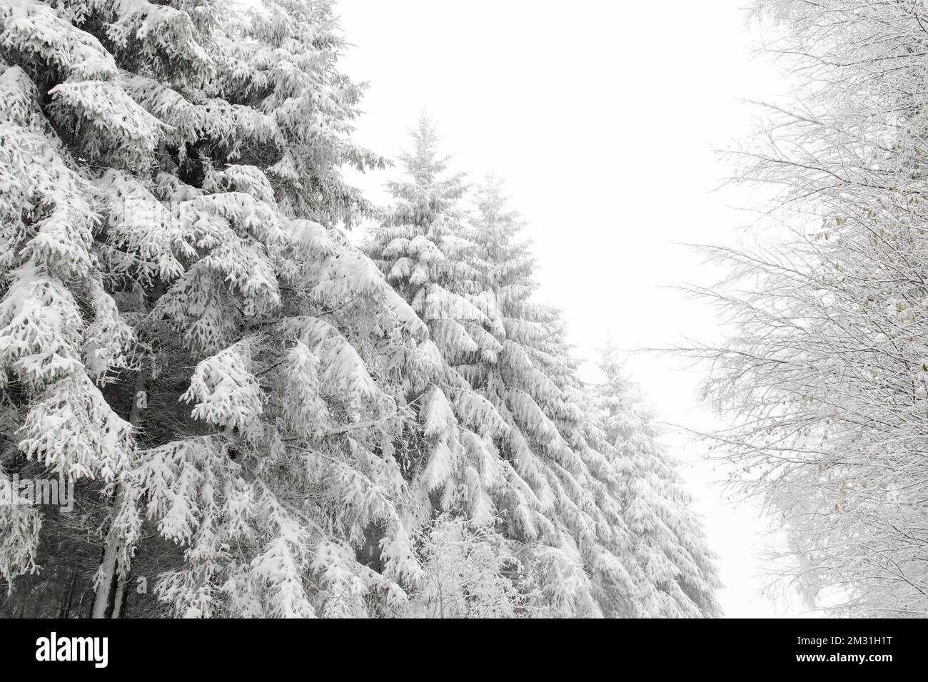 Abbildung zeigt eine Landschaft mit dem ersten Schnee der Saison in Waimes, Ostbelgien, Montag, den 18. November 2019. Der erste Schnee kam in den Hautes Fagnes - Hoge Venen. BELGA FOTO NICOLAS LAMBERT Stockfoto