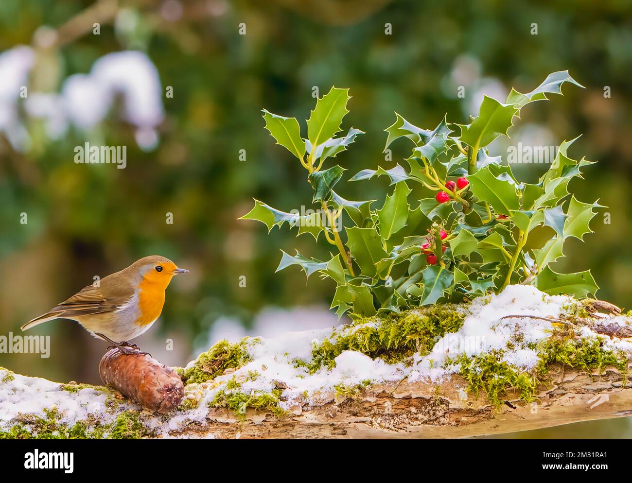 Robin in der Weihnachtsszene Stockfoto