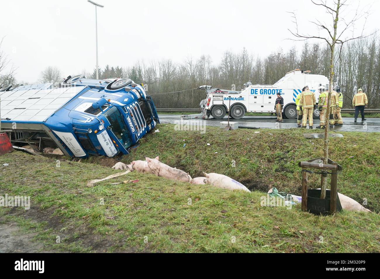 Das Abbildungsbild zeigt die Szene auf der Autobahn E34, wo am Montag, den 23. Dezember 2019 in Moerbeke ein Schweinewagen abstürzte und die Tiere entkamen. BELGA FOTO JAMES ARTHUR GEKIERE Stockfoto