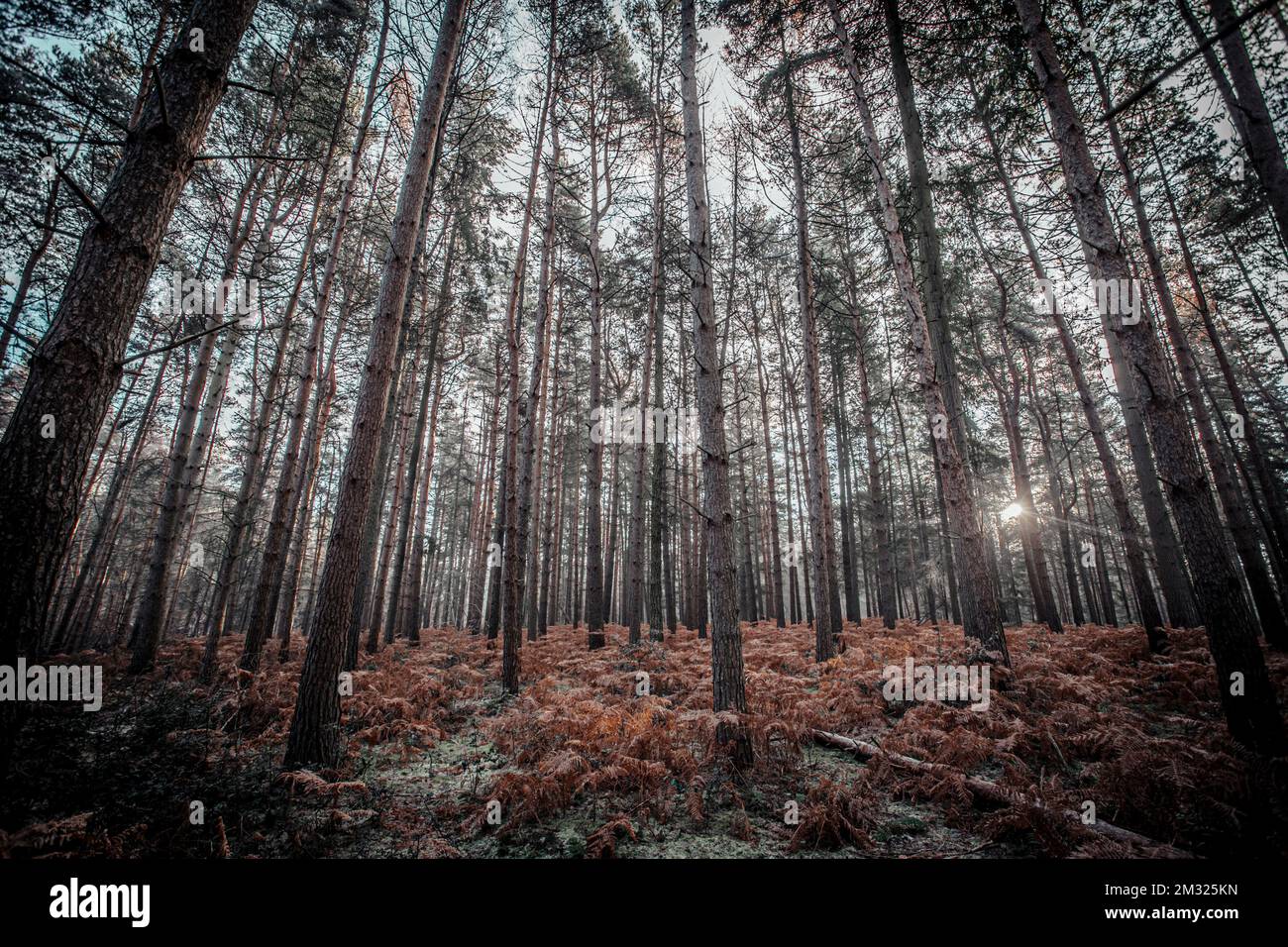 Frostiger Morgen im Wald Stockfoto