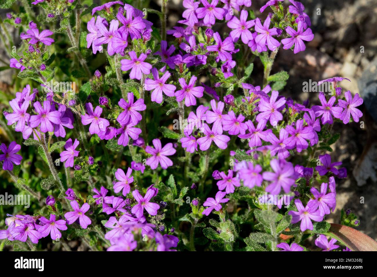 Feenhandschuh, Erinus alpinus, Blooms Stockfoto