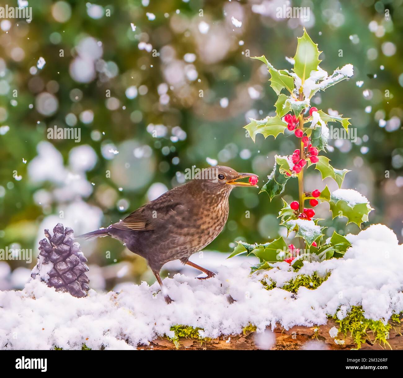 Weiblicher Blackbird in der Winterszene Stockfoto