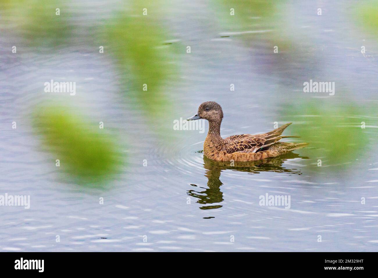 Grünflügelblaugrün; Ente; Dease Lake; am Stewart-Cassiar Highway; British Columbia; Kanada Stockfoto