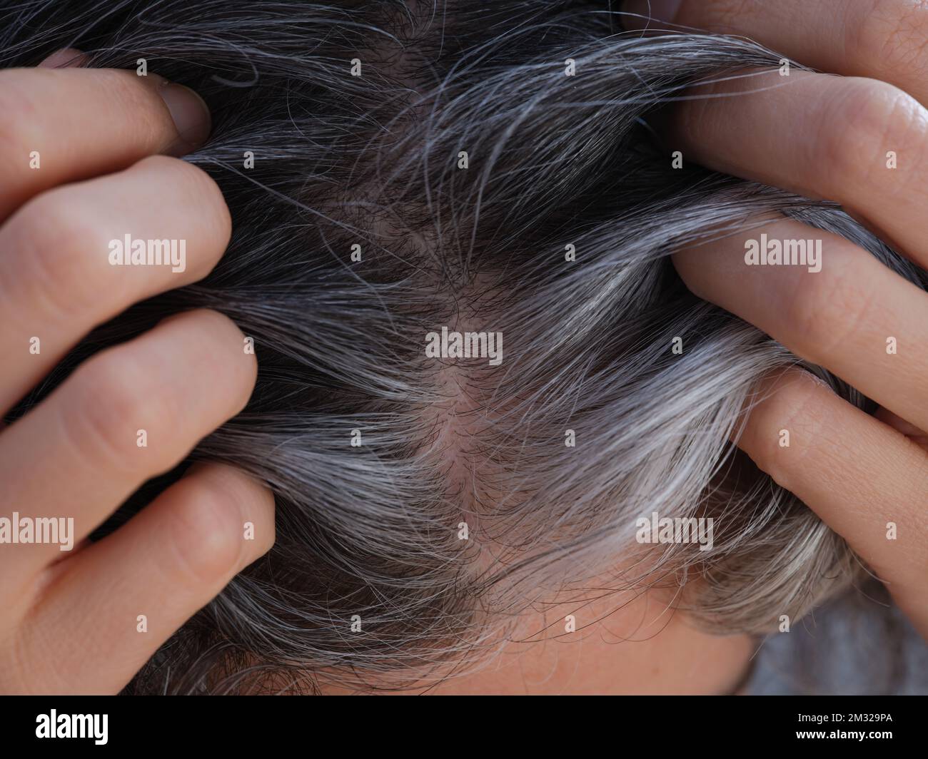 Eine Frau, die ihre grauen Haarwurzeln zeigt. Going Grey Konzept. Nahaufnahme. Stockfoto