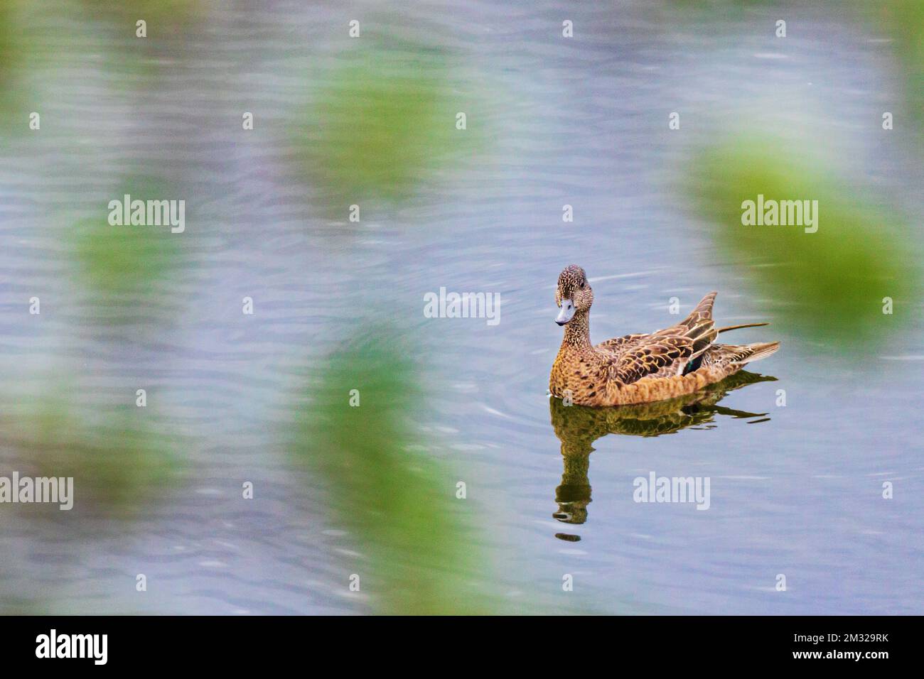 Grünflügelblaugrün; Ente; Dease Lake; am Stewart-Cassiar Highway; British Columbia; Kanada Stockfoto