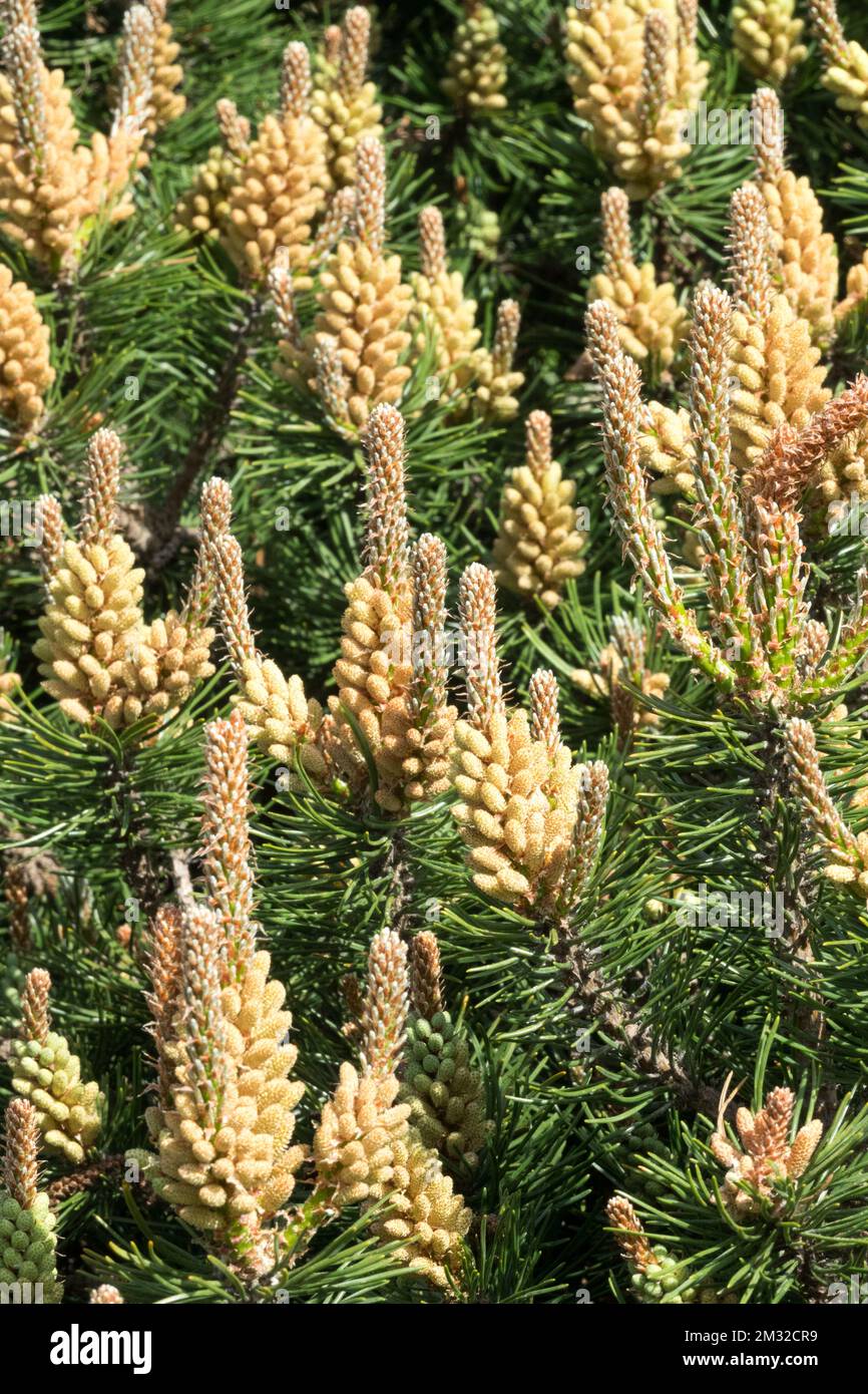Mugo Pine, Pinus mugo, Pinus mugo Laurin, Gymnosperm, Male Pine Stockfoto