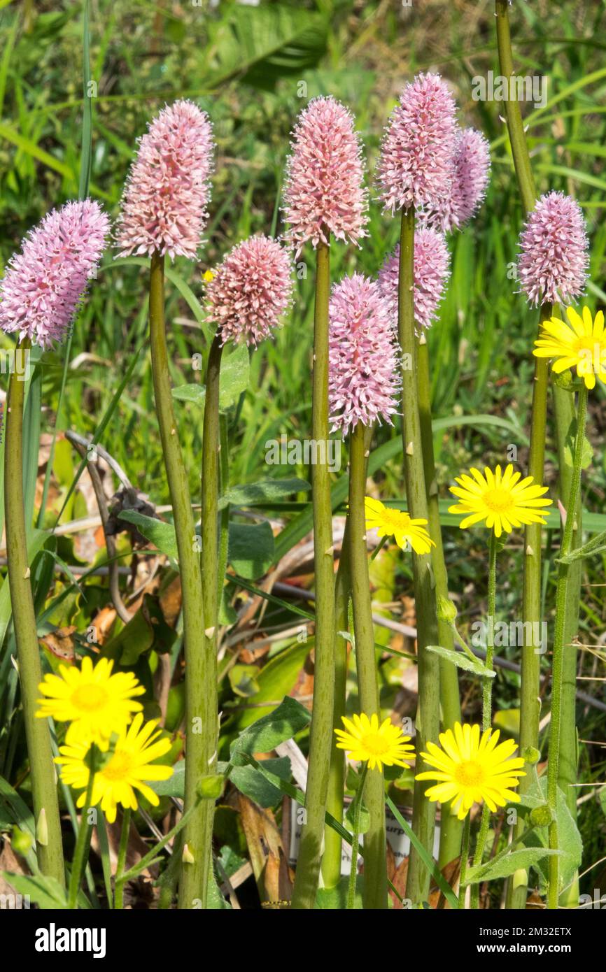 Swamp Pink, Helonias bullata, Plant, Pink, Blooms, Frühling, Blumen, Blüten Stockfoto