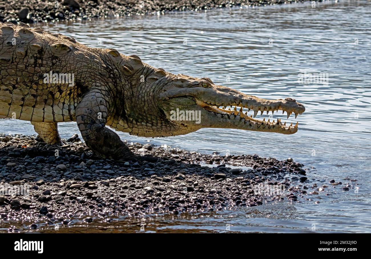 Ein amerikanisches Krokodil (Crocodylus acutus) erstreckt sich entlang des Tarcoles-Flusses im Westen Costa Ricas. Stockfoto