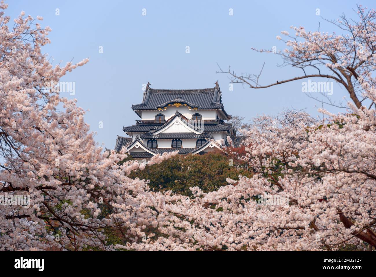 Hikone, Japan, in der Frühlingssaison im Schloss Hikone. Stockfoto