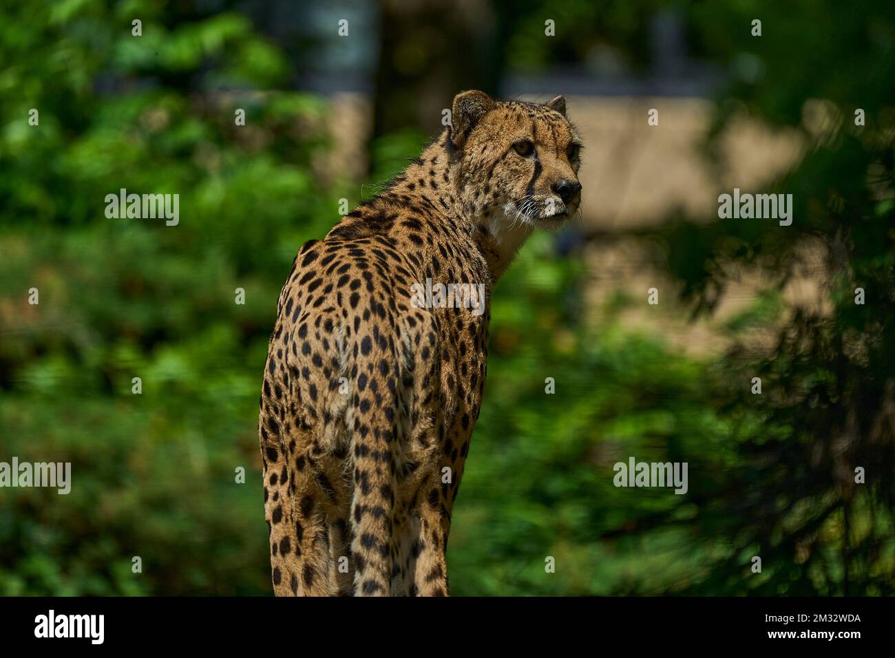 Münster, Deutschland - 07 30 2022: Der afrikanische Gepard ist das nüchterne Landsäugetier auf der Erde und wird durch sein geflecktes Fell gut getarnt. Stockfoto