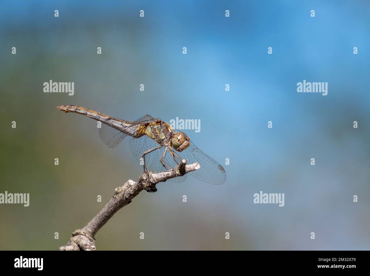 Rotaderschnecken-Darter Sympetrum fonscolombii Libellulidae. Gelbe und grüne weibliche Libelle Stockfoto