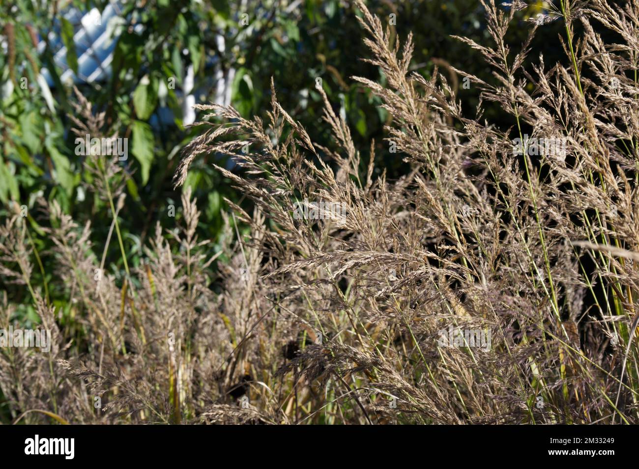 Blumen von Ziergras Pennisetum orientale Karley Rose im britischen Garten Oktober Stockfoto