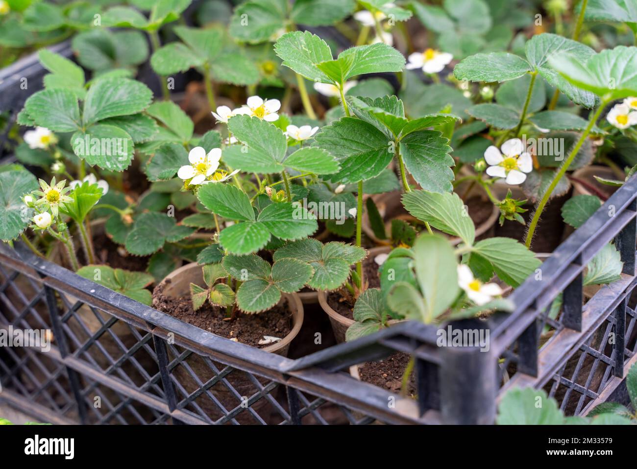 Junge Erdbeeren Pflanzen in der Box für die Pflanzung. Das Konzept der Ernte, Gartenarbeit, Hausgarten. Stockfoto