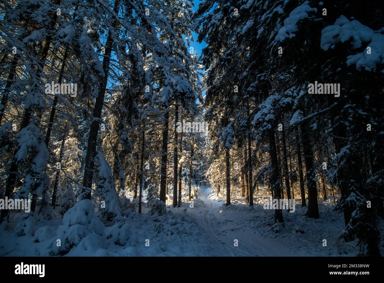 Schneebedeckter Wald, Winterlandschaft im Waldviertel, Österreich Stockfoto