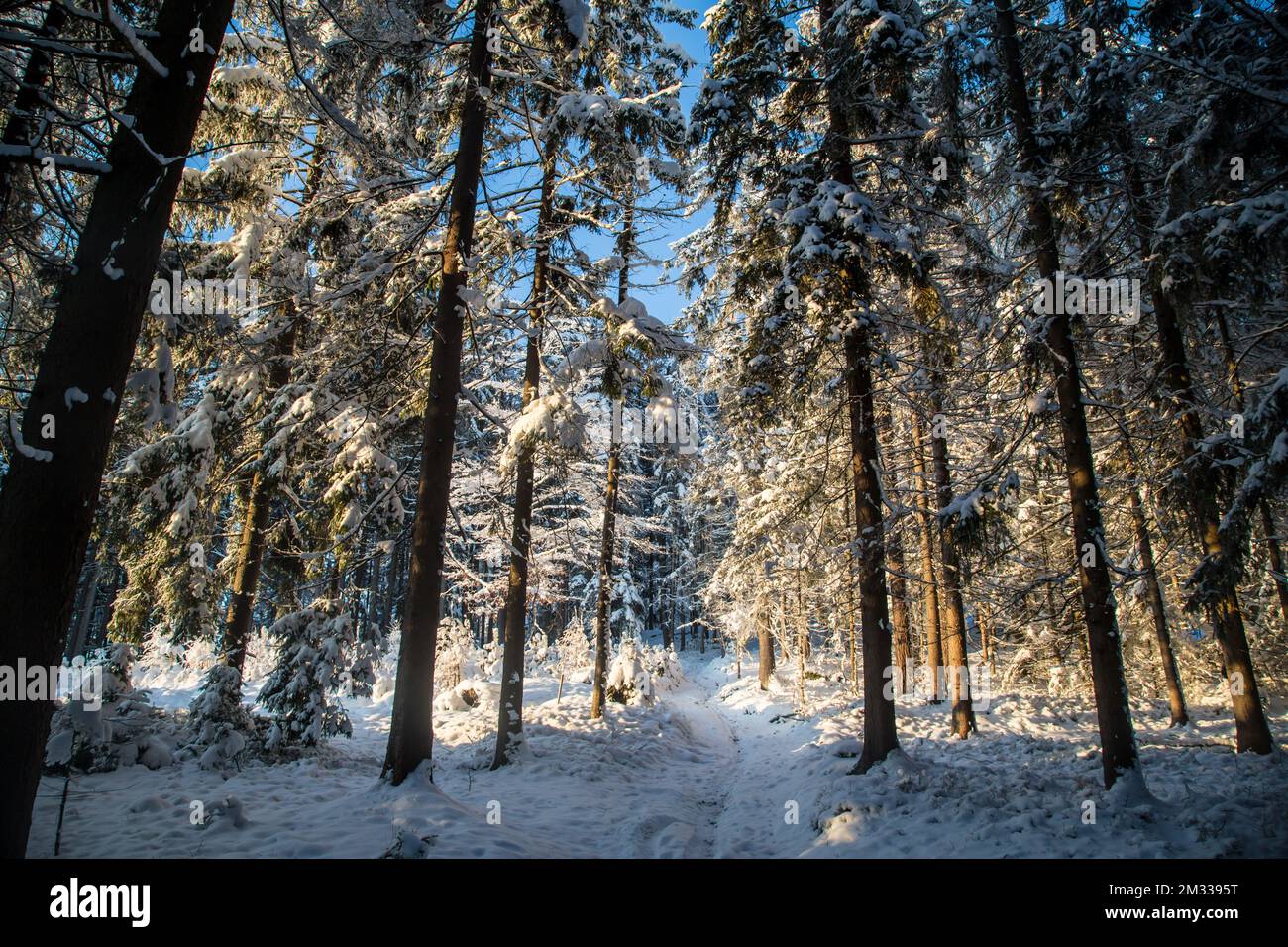 Schneebedeckter Wald, Winterlandschaft im Waldviertel, Österreich Stockfoto