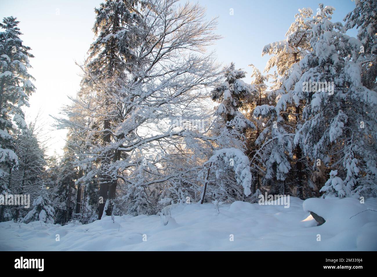 Schneebedeckter Wald, Winterlandschaft im Waldviertel, Österreich Stockfoto