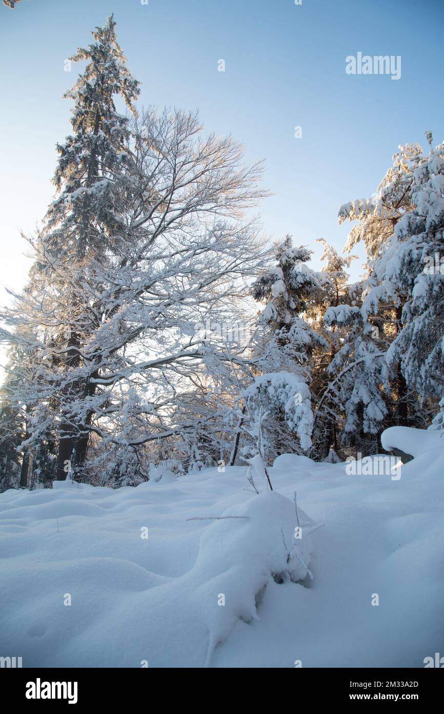Schneebedeckter Wald, Winterlandschaft im Waldviertel, Österreich Stockfoto