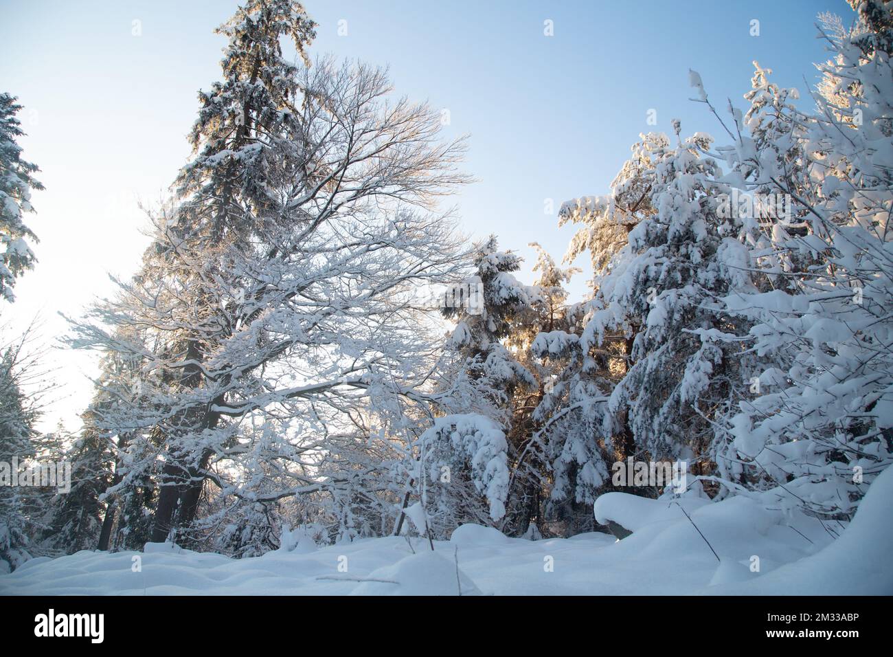 Schneebedeckter Wald, Winterlandschaft im Waldviertel, Österreich Stockfoto