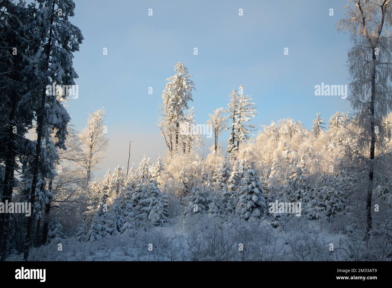 Schneebedeckter Wald, Winterlandschaft im Waldviertel, Österreich Stockfoto