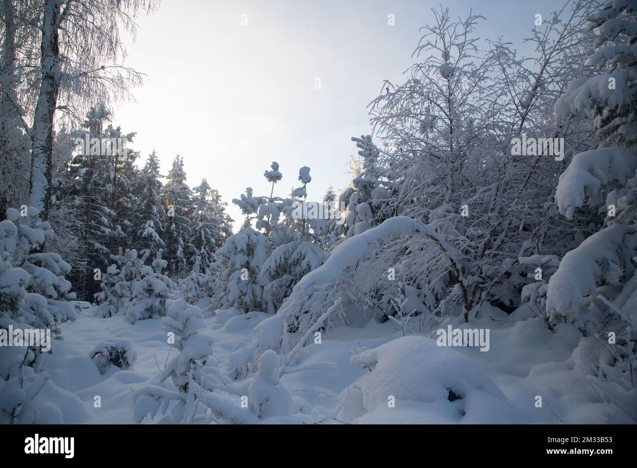 Schneebedeckter Wald, Winterlandschaft im Waldviertel, Österreich Stockfoto