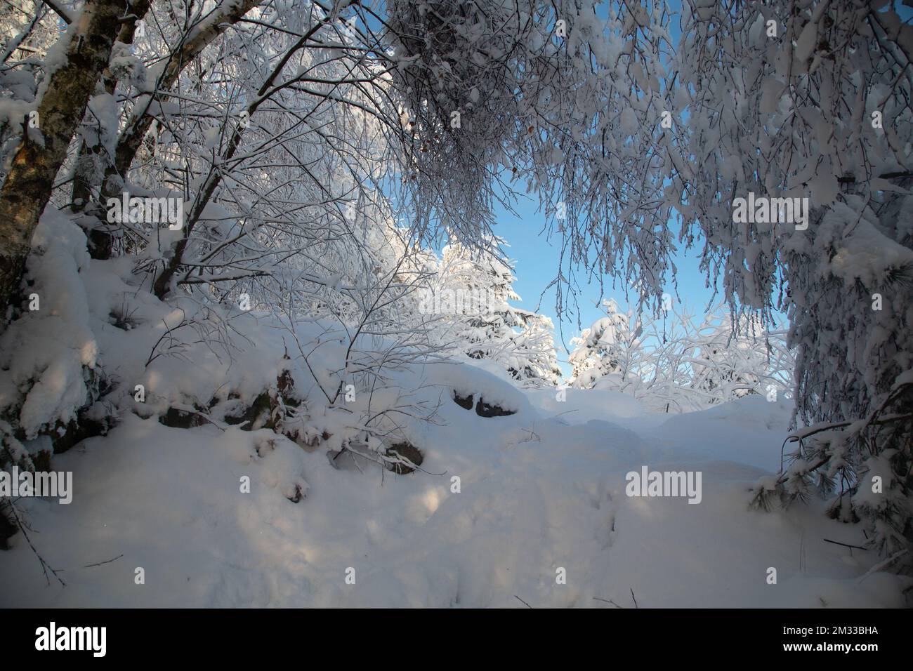 Schneebedeckter Wald, Winterlandschaft im Waldviertel, Österreich Stockfoto