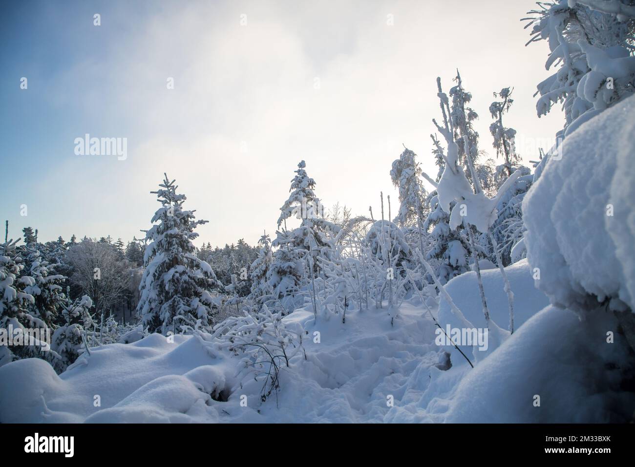 Schneebedeckter Wald, Winterlandschaft im Waldviertel, Österreich Stockfoto