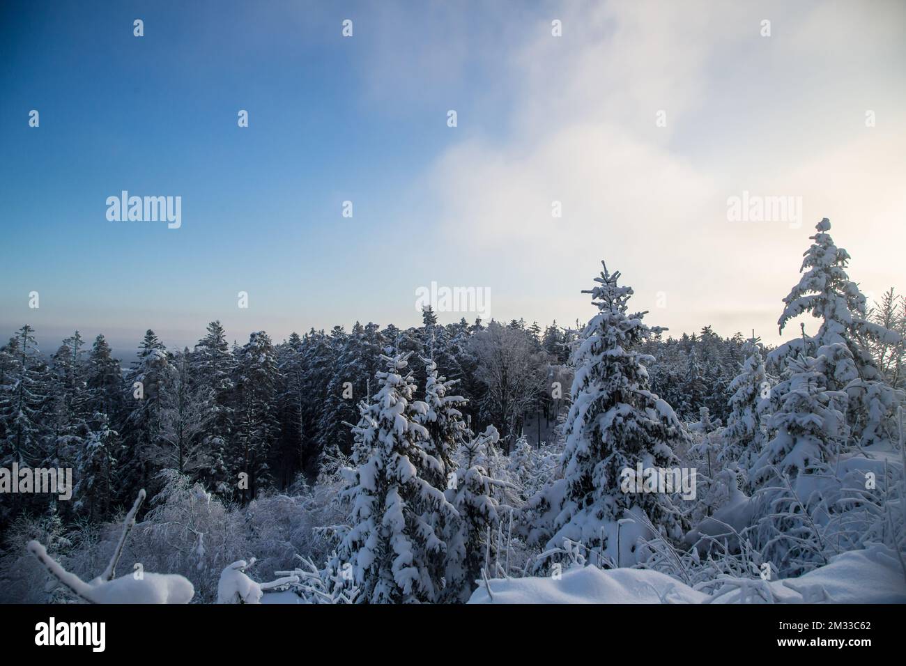 Schneebedeckter Wald, Winterlandschaft im Waldviertel, Österreich Stockfoto