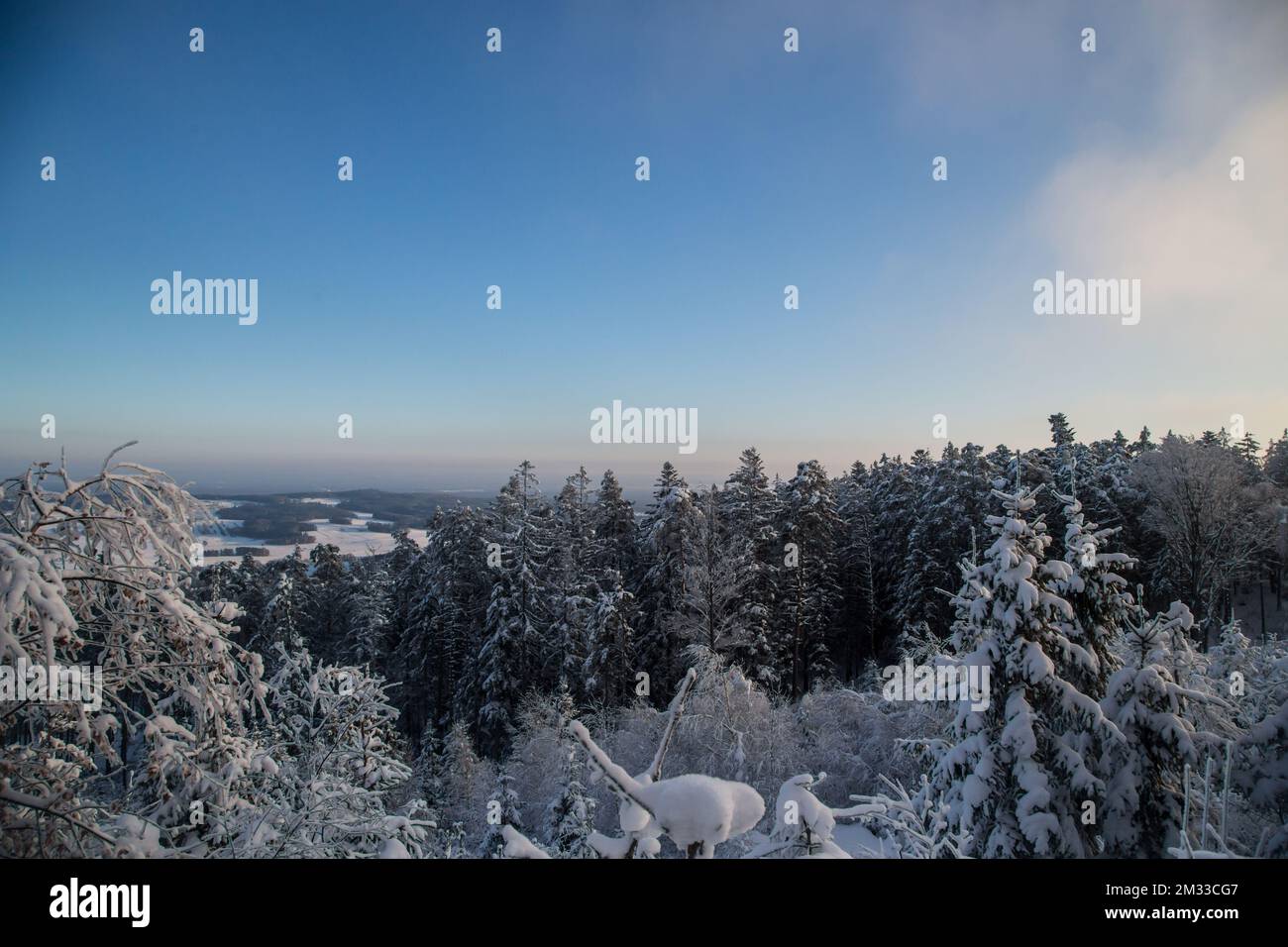 Schneebedeckter Wald, Winterlandschaft im Waldviertel, Österreich Stockfoto