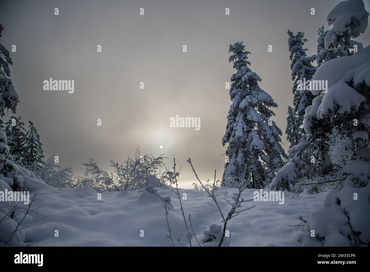Schneebedeckter Wald an einem nebligen Tag, Winterlandschaft im Waldviertel, Österreich Stockfoto