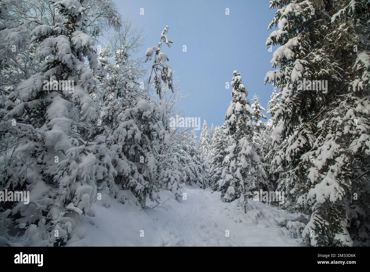 Schneebedeckter Wald, Winterlandschaft im Waldviertel, Österreich Stockfoto