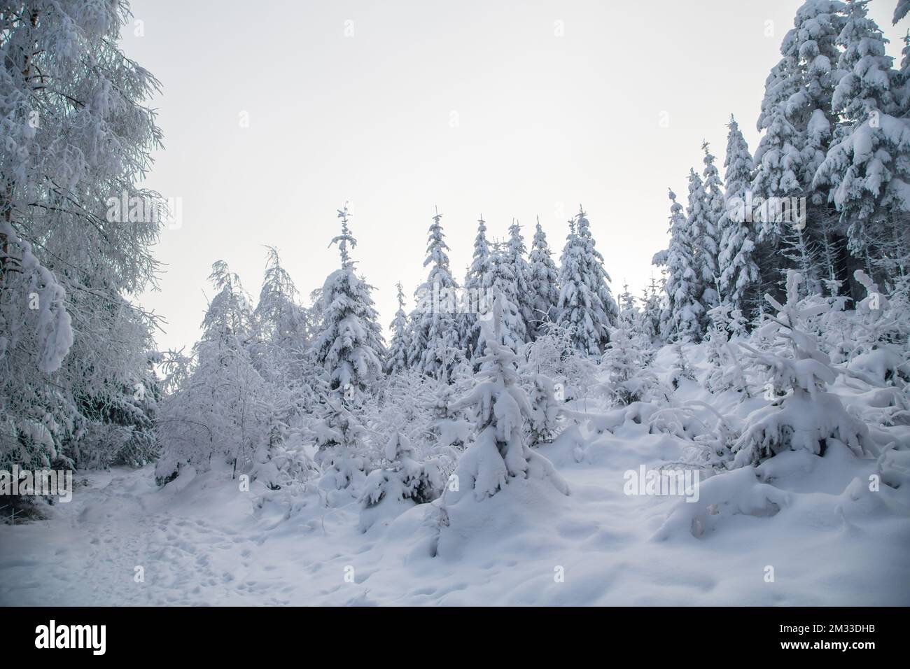 Schneebedeckter Wald, Winterlandschaft im Waldviertel, Österreich Stockfoto