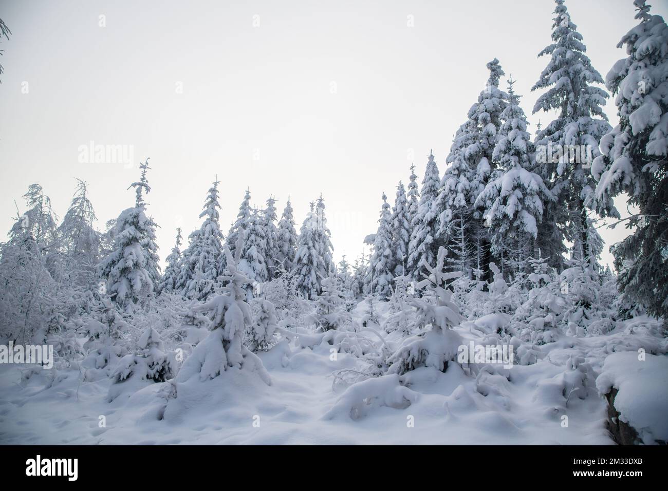 Schneebedeckter Wald, Winterlandschaft im Waldviertel, Österreich Stockfoto