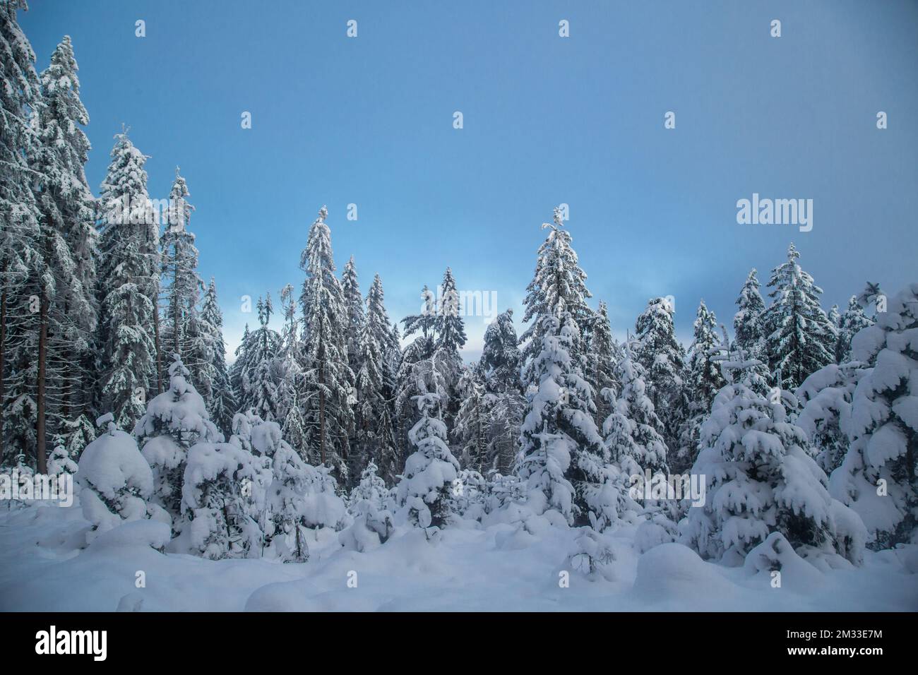 Wald im Mandelstein im Winter, Waldviertel, Österreich Stockfoto