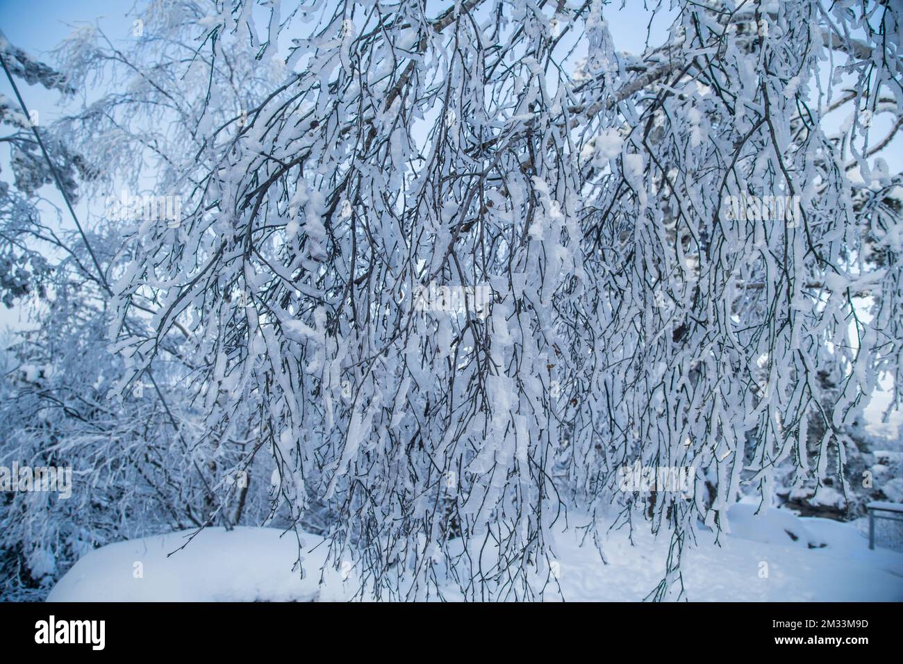 Eingefrorene Zweige eines Baumes, Mandelstein im Winter, Waldviertel, Osterreich Stockfoto