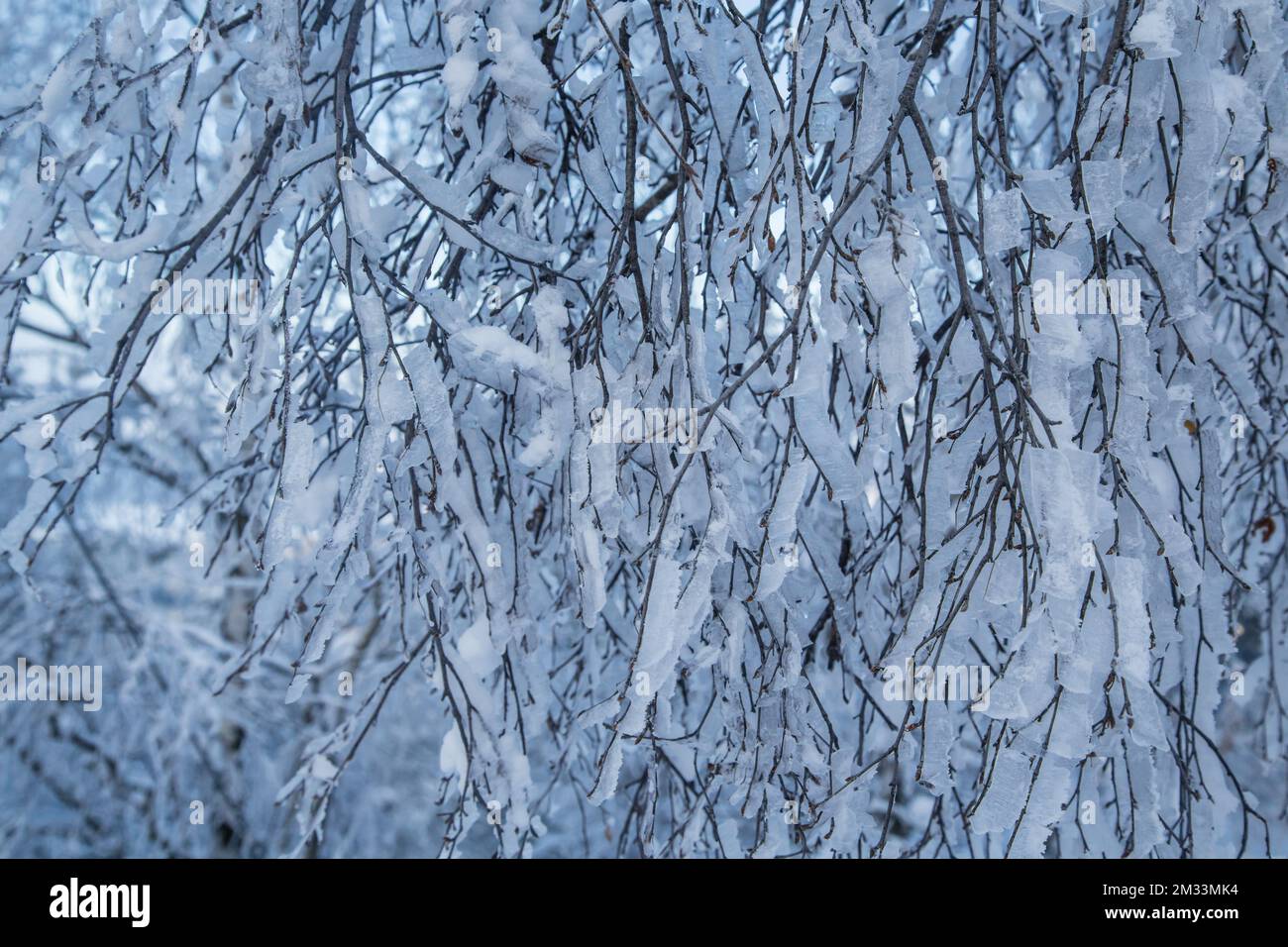 Eingefrorene Zweige eines Baumes, Mandelstein im Winter, Waldviertel, Osterreich Stockfoto