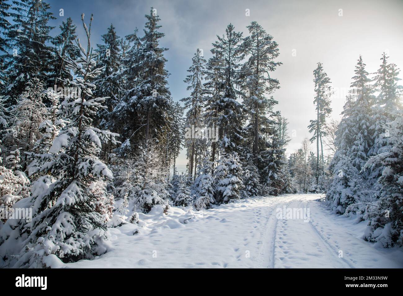 Schneebedeckter Wald, Winterlandschaft im Waldviertel, Österreich Stockfoto