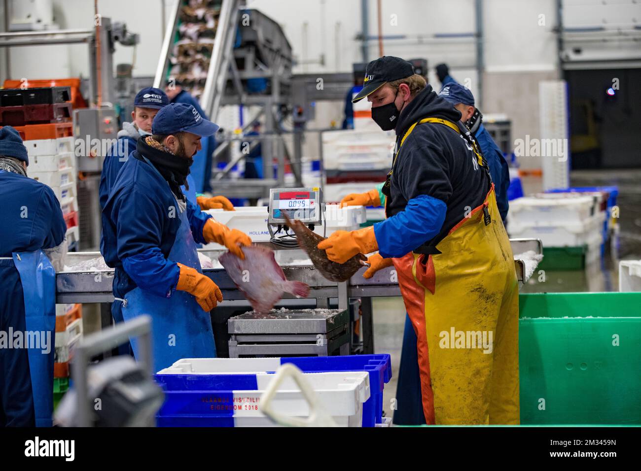 Das Bild zeigt die offene Aufschrei-Fischauktion (Vismijn - Visafslag - Minque) in Zeebrugge, Freitag, den 18. Dezember 2020. Mit dem bevorstehenden Brexit befürchtet der Fischereisektor ein No-Deal, das ernste Folgen hätte. BELGA FOTO KURT DESPLENTER Stockfoto