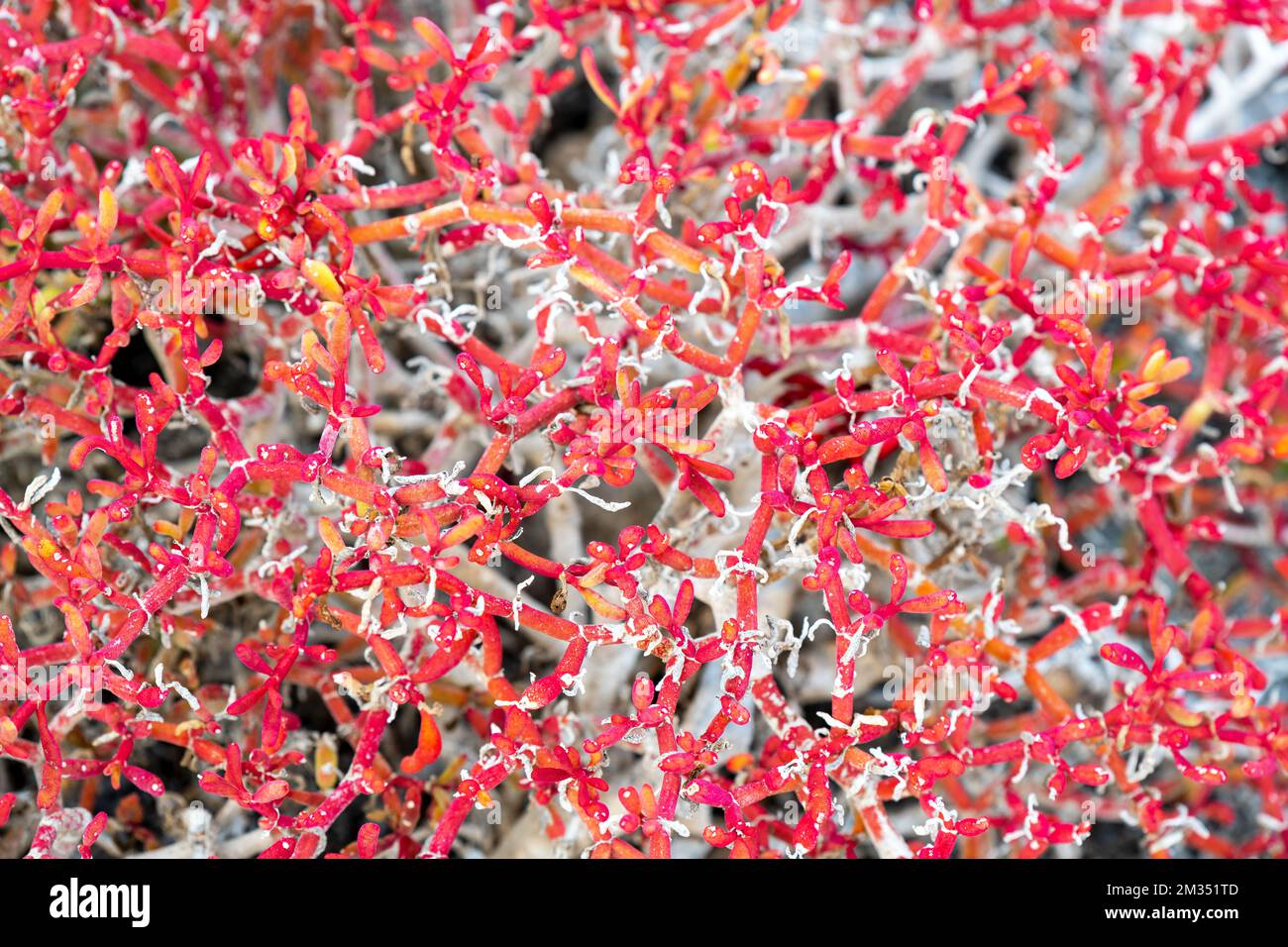 Nahaufnahme der roten Küstenlinie Sea Pursline (Sesuvium edmonstonei) oder Galapagos Teppichkraut, San Cristobal Insel, Galapagos Nationalpark, Ecuador. Stockfoto