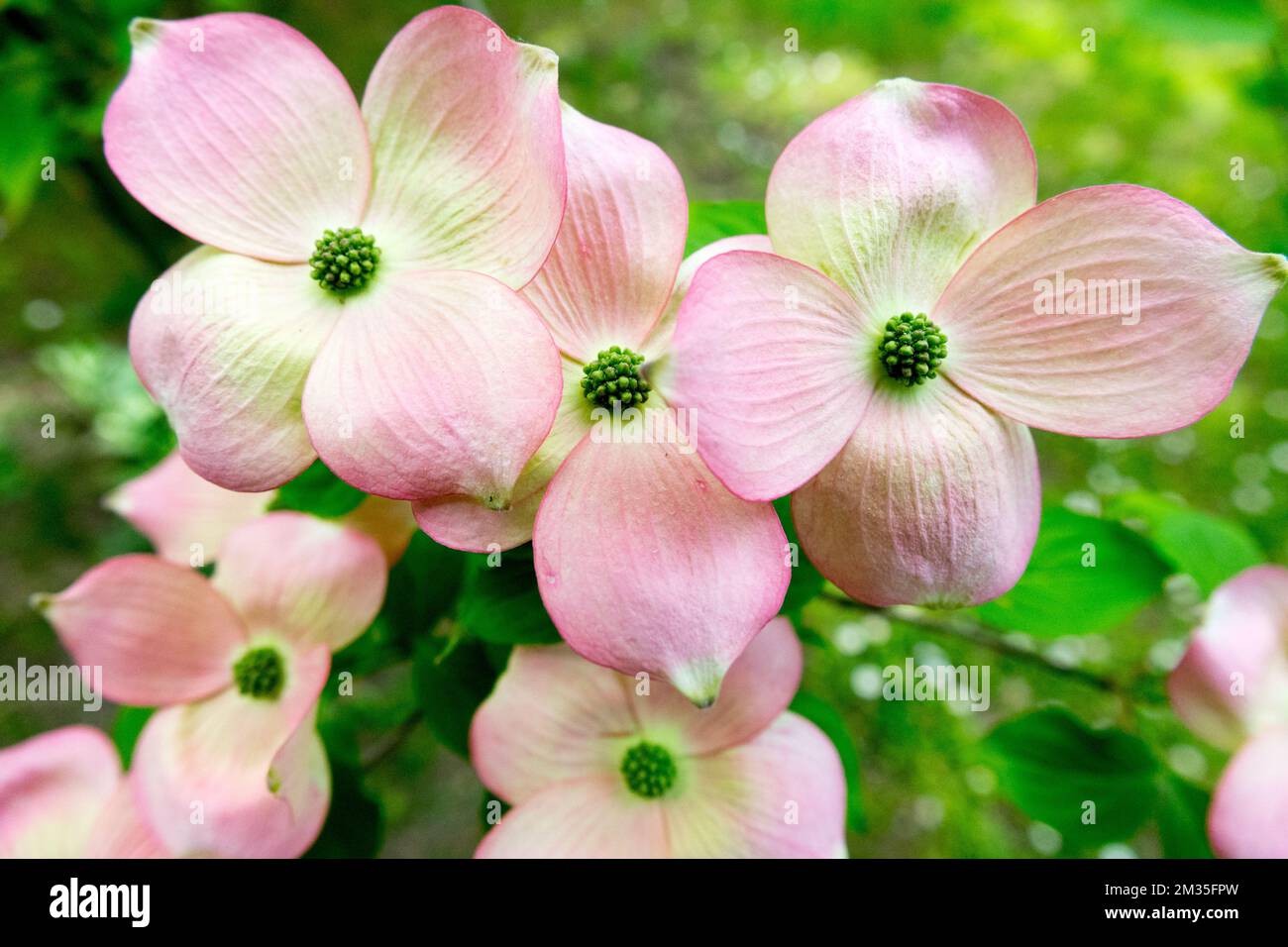 Blühender Hundshund, Cornus x rutgersensis, „Rutgan“, Hundsholz, Pink, Blüte im Frühling Cornus rutgersensis Stockfoto