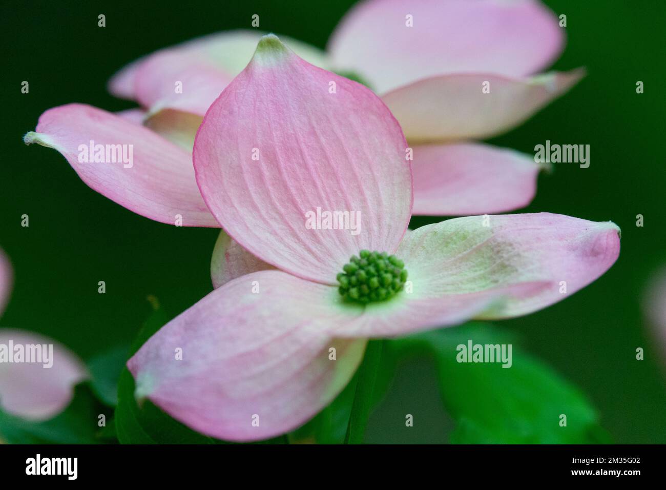 Nahaufnahme, Blume, Blumenhündchen, Cornus „Stellar Pink“ Stockfoto