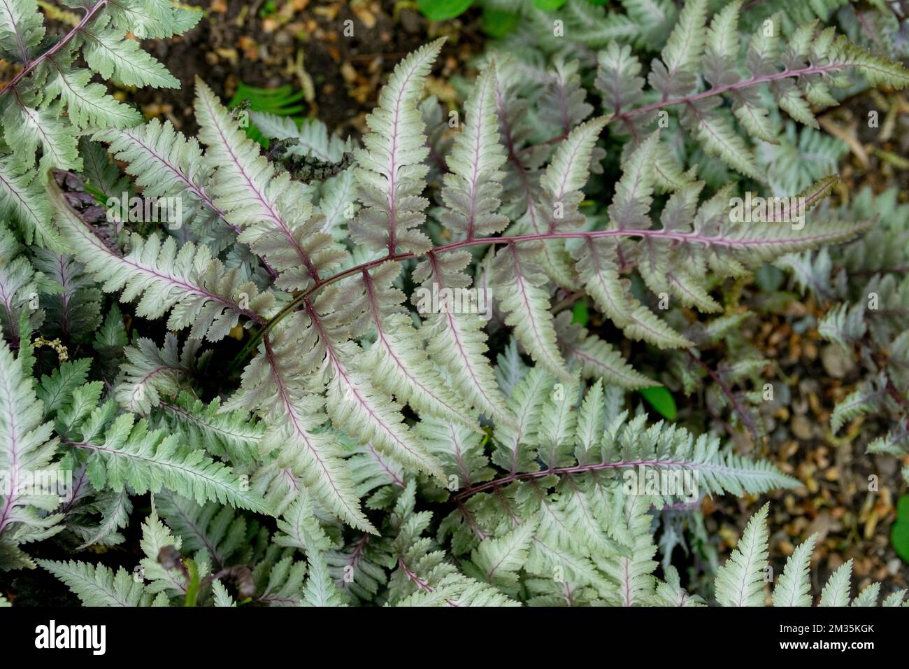 Athyrium niponicum „metallicum“, Fern-Fronds, Blattwerk, japanisch bemalter Fern, Frühling, Blätter, Geist Fern Stockfoto