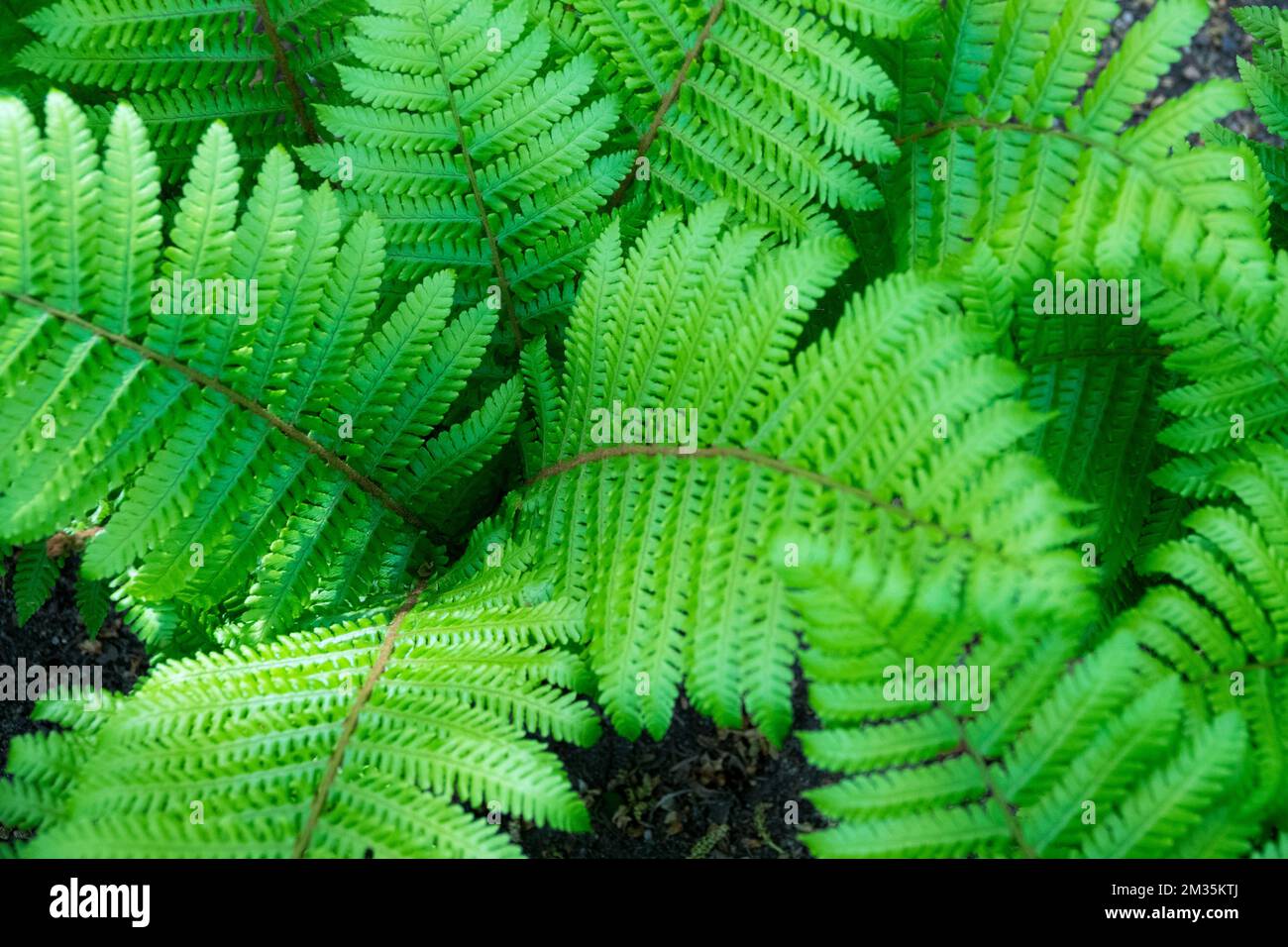 Dickstieliger Holzfern, Crown Wood-Fern, Dryopteris crassirhizoma, Fern Fronds, Frühling, Blätter Stockfoto