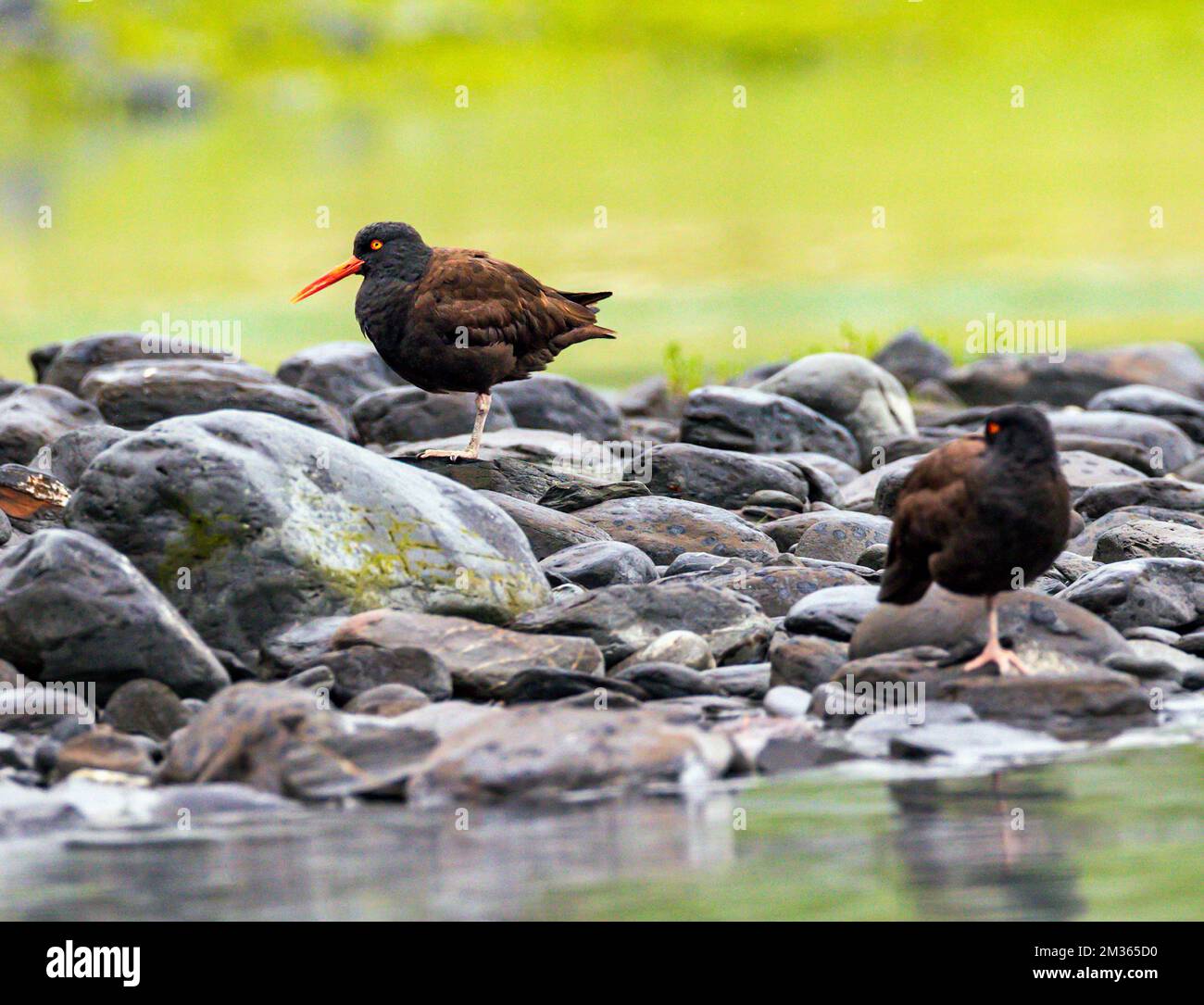 Black Oystercatcher; Haematopus bachmani; am felsigen Strand; Valdez Arm; Prince William Sound; Valdez; Alaska; USA Stockfoto