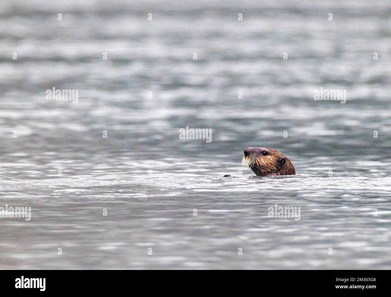 Nordseeotter; Valdez Arm; Prince William Sound; Valdez; Alaska; USA Stockfoto