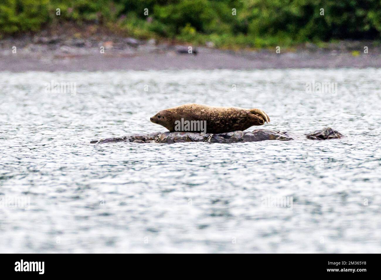 Geflecktes Siegel; Larga-Siegel; Largha-Siegel; Valdez Arm; Prince William Sound; Valdez; Alaska; USA Stockfoto
