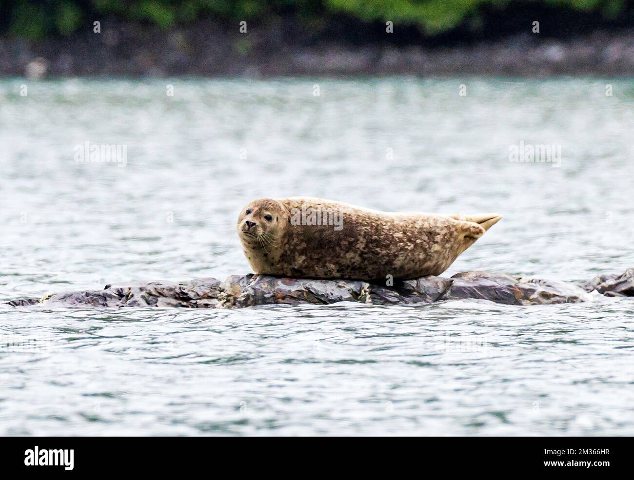 Geflecktes Siegel; Larga-Siegel; Largha-Siegel; Valdez Arm; Prince William Sound; Valdez; Alaska; USA Stockfoto