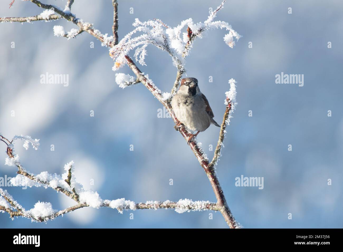Kleine Gartenvögel auf frostigen Schneezweigen, die Beeren essen. Hausspatz hoch oben auf dem Zweig mit verschwommenem Hintergrund.Lancashire Vereinigtes Königreich Stockfoto